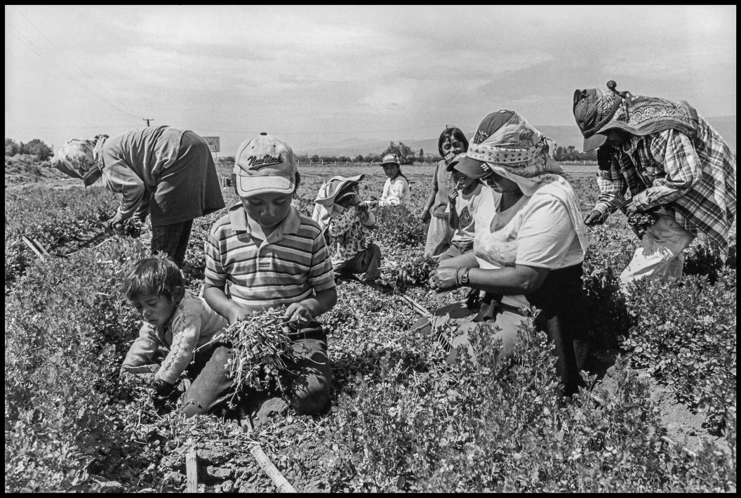 Niños en el campo