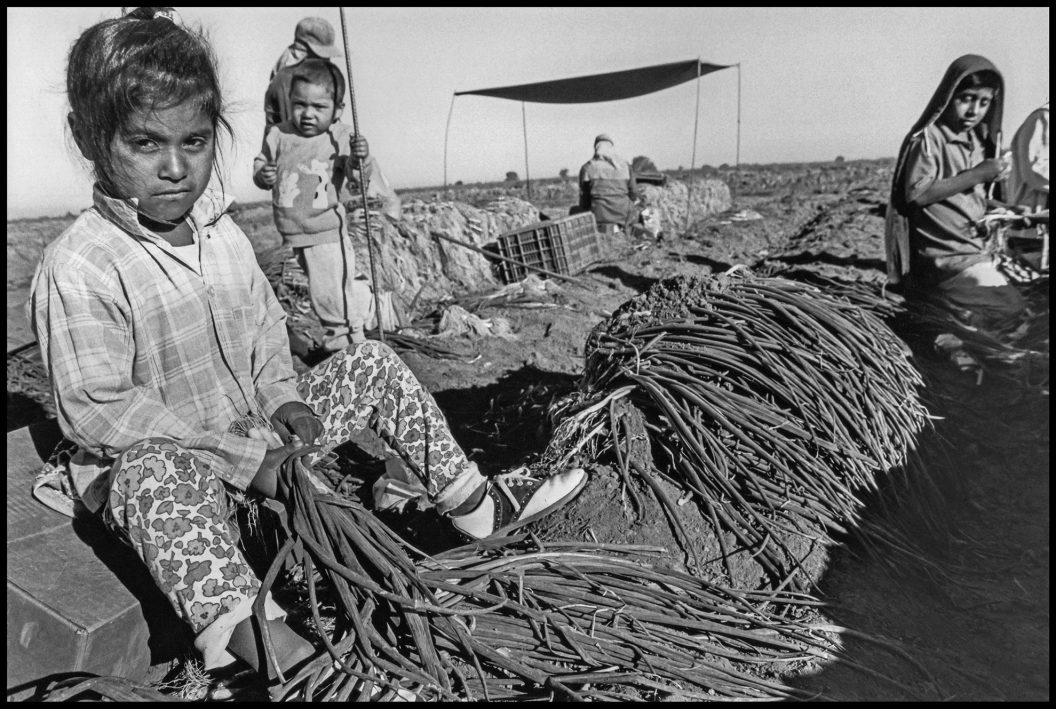 Niños en el campo