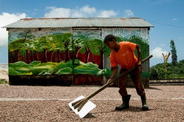 El cacao