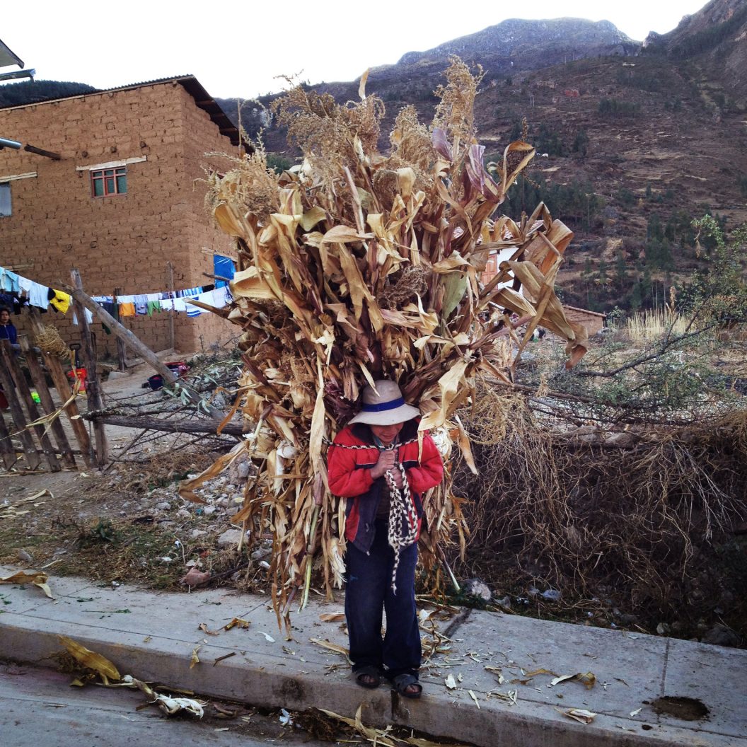 Corn stalks