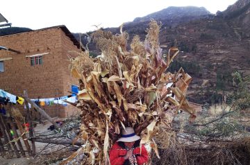 Corn stalks