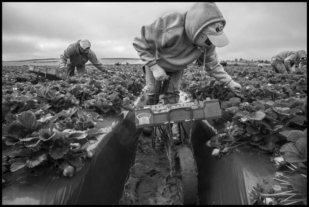 En los campos del norte(serie x 5)