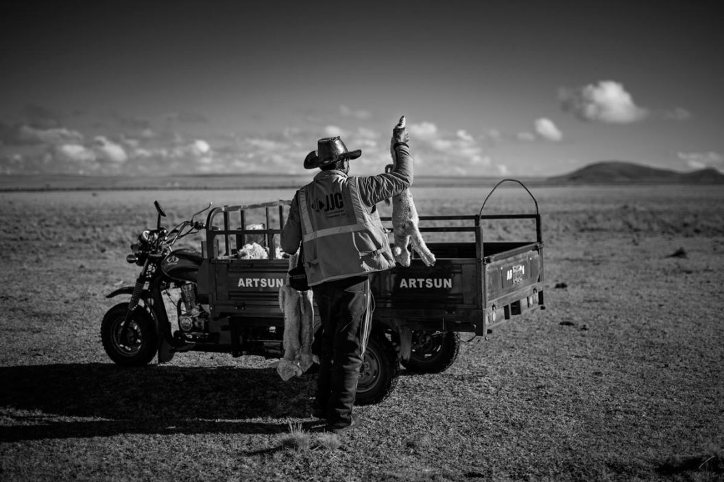 Ganaderos (serie x3)