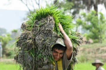 Transplante del arroz