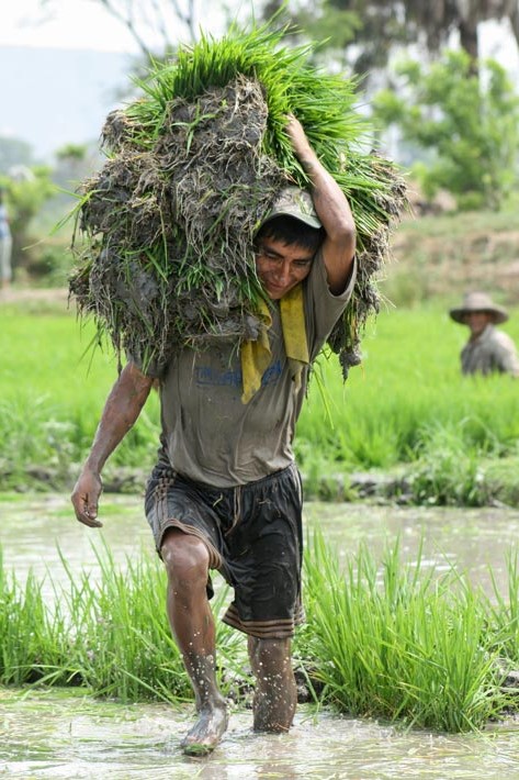 Transplante del arroz