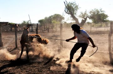 Llevando el potro al palenque