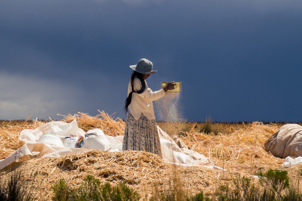 Venteando la quinua - Alejandro Loayza Grisi - Bolivia