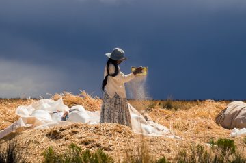 Venteando la quinua - Alejandro Loayza Grisi - Bolivia