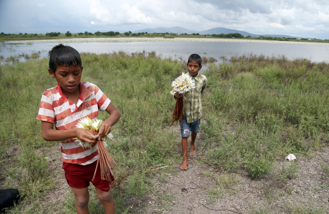 Niños y nenúfares x 3